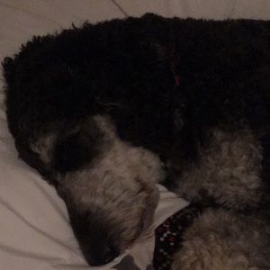 Meet your Posher, Chris